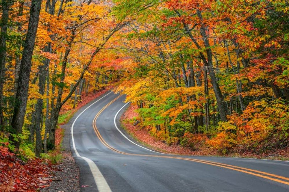 country road with fall leaves